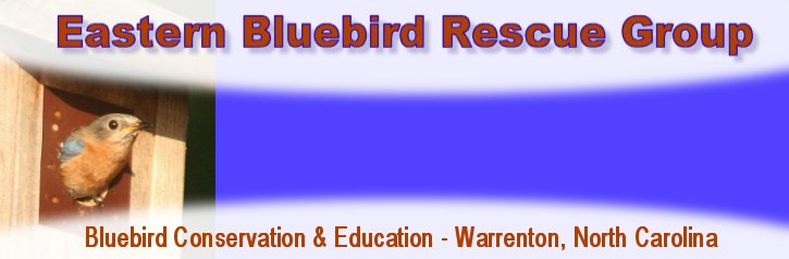 Eastern Bluebird Rescue Group - Warrenton, NC  Eastern Bluebird Rescue Group - Warrenton, NC